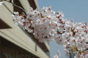 桜と校舎