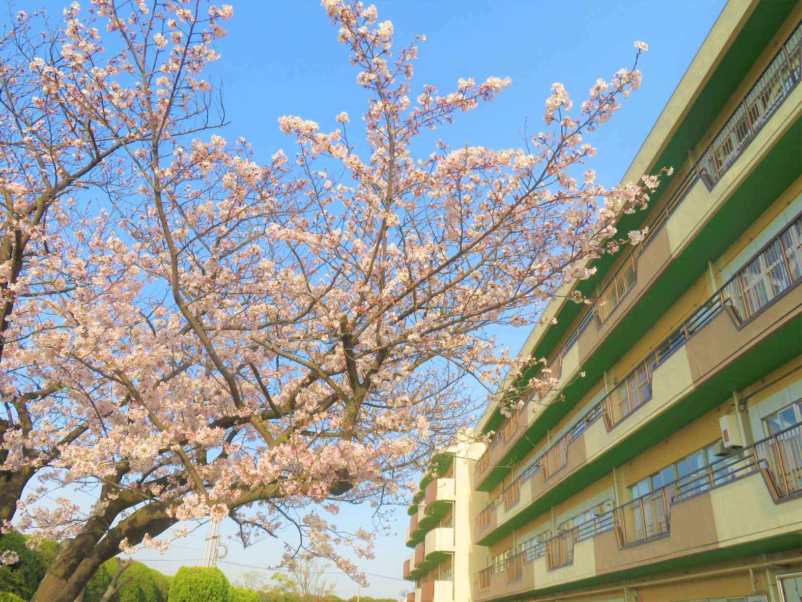 校舎と桜