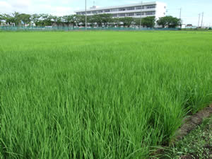 学校風景