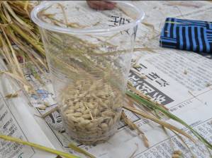バケツ稲の収穫