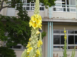 この花の名は 南中学校