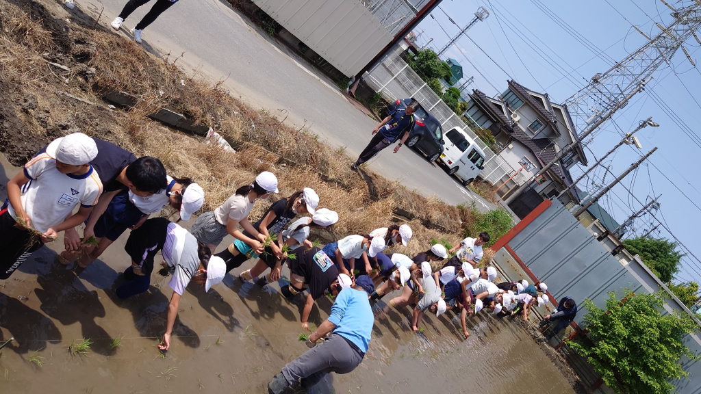 田植え