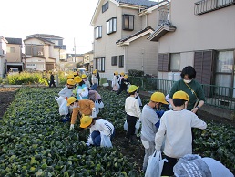 小松菜収穫