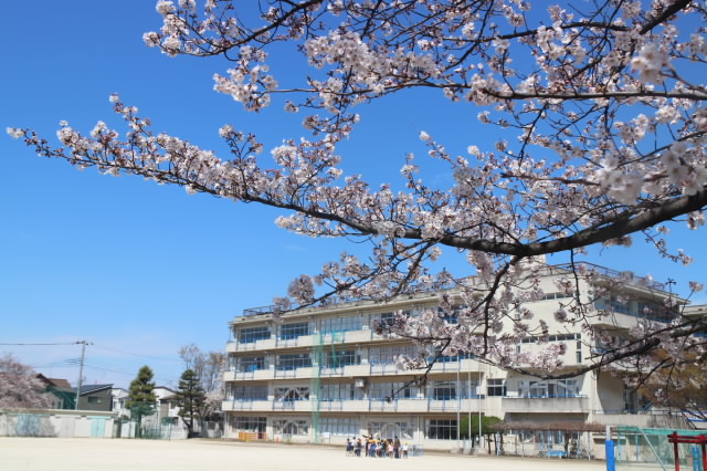 校舎と桜