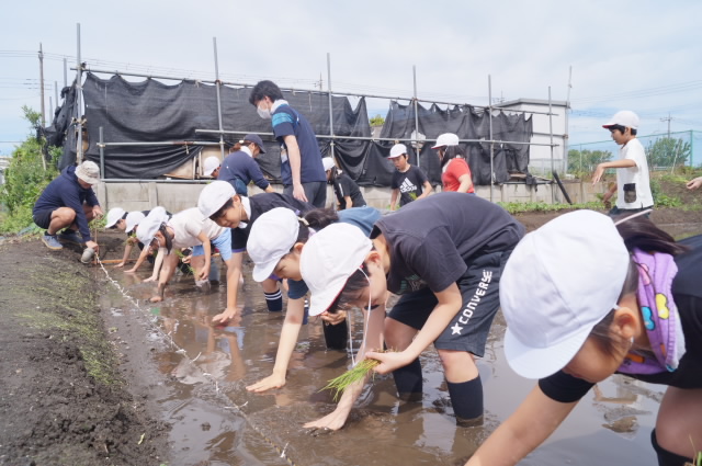田植え
