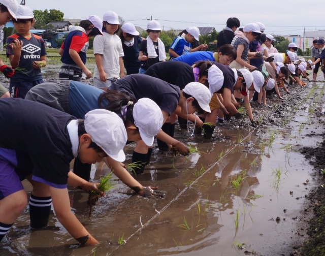 田植え