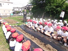 さつまいもの苗