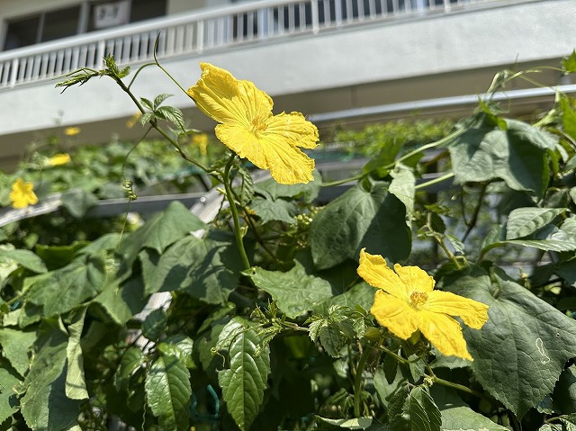 へちま