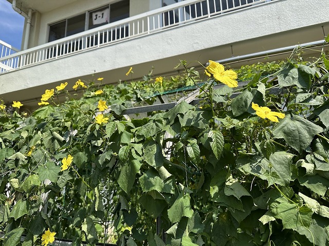 ヘチマ