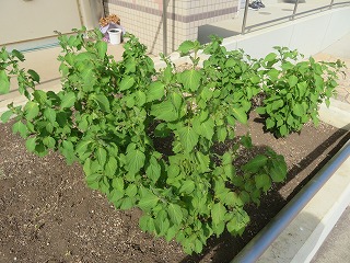 花壇の植物