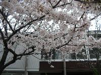 桜咲く！